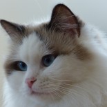 Ginger - Chatterie Ragdolls du Val de Beauvoir